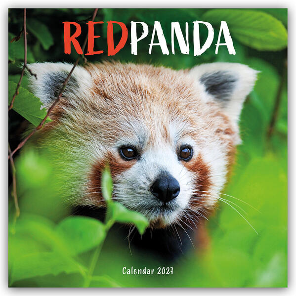 Red Panda - Rote Pandas - Rote Pandabären 2027 - Wand-Kalender