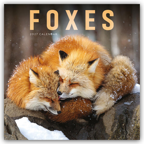 Foxes - Füchse 2027 - Wand-Kalender