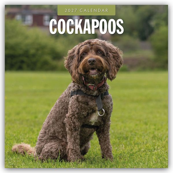 Cockapoos - Cockapoo 2027 - 16-Monatskalender