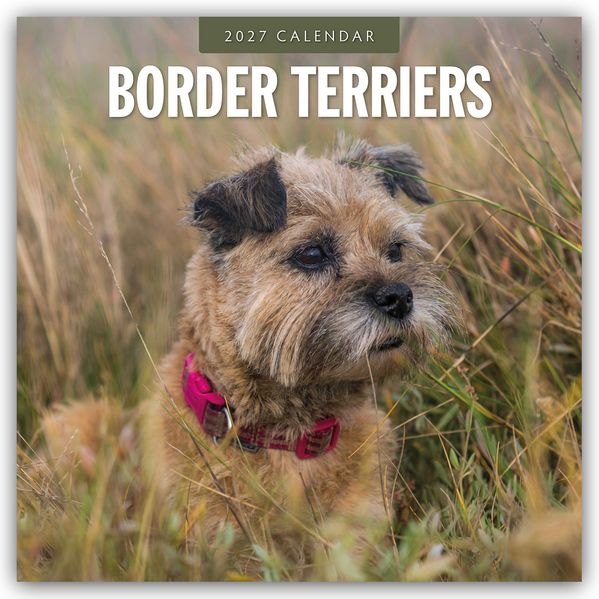Border Terriers - Border Terrier 2027 - 16-Monatskalender
