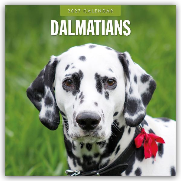 Dalmatians - Dalmatiner 2027 - 16-Monatskalender