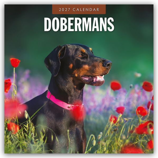 Dobermans - Dobermann 2027 - 16-Monatskalender