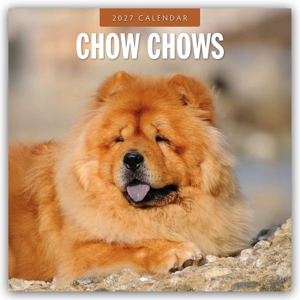 Chow Chows - Chow Chow 2027 - 16-Monatskalender