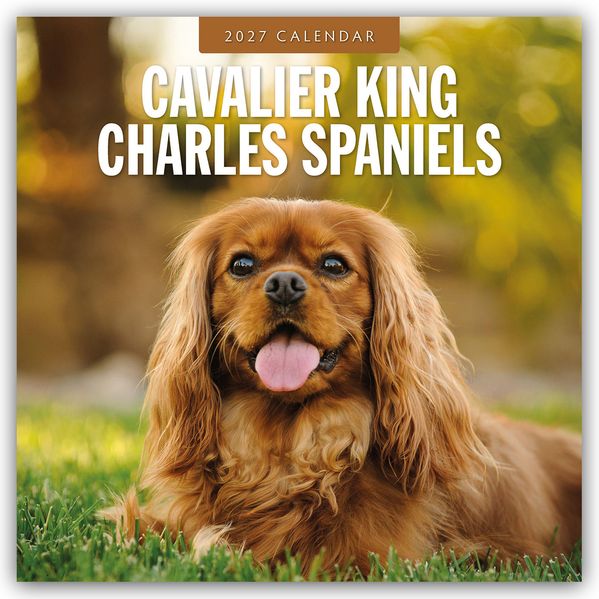 Cavalier King Charles Spaniels - Cavalier King Charles Spaniel 2027 - 16-Monatskalender