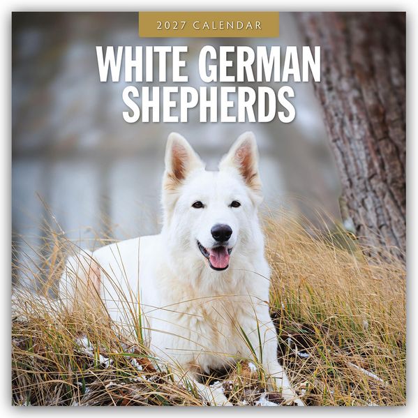 White German Shepherds - Weißer Deutscher Schäferhund 2027 - 16-Monatskalender