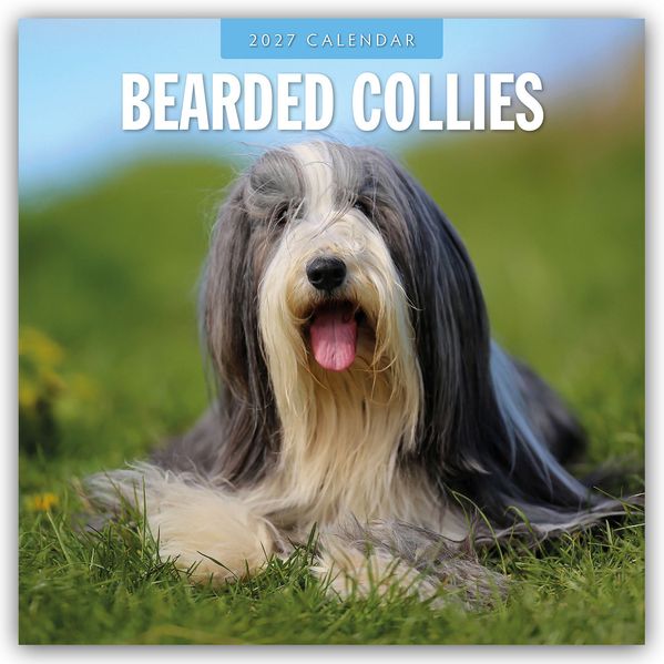 Bearded Collies - Bearded Collie 2027 - 16-Monatskalender