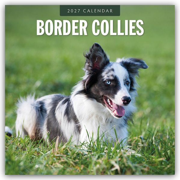 Border Collies - Border Collie 2027 - 16-Monatskalender