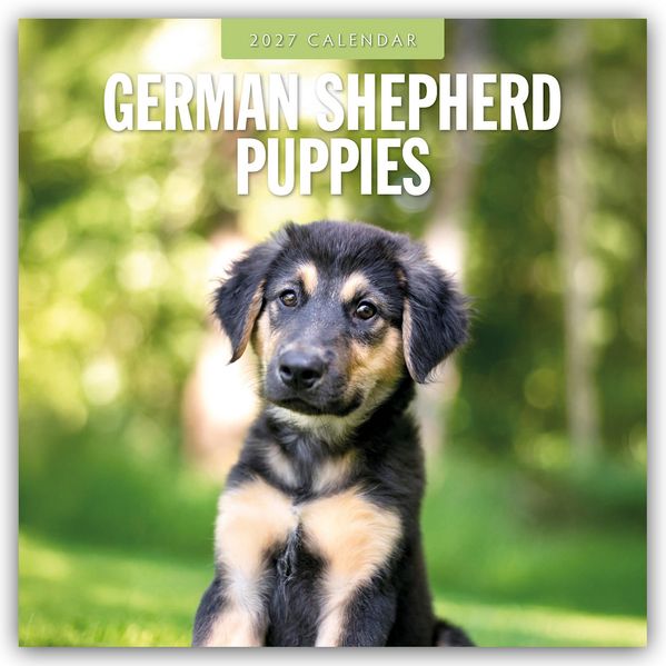 German Shepherd Puppies - Deutsche Schäferhunde Welpen 2027 - 16-Monatskalender