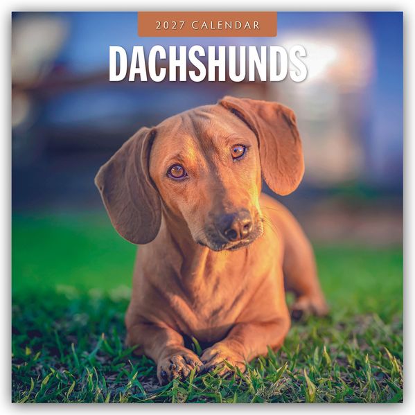 Dachshunds - Dackel - Dachshunde 2027 - 16-Monatskalender