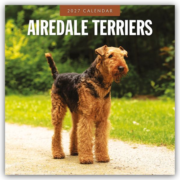 Airdale Terriers - Airdale Terrier 2027 - 16-Monatskalender
