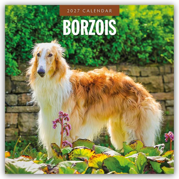 Borzois - Barsoi - Barzaia - Russischer Wolfshund 2027 - 16-Monatskalender