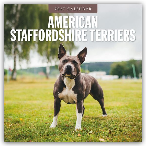 American Staffordshire Terriers - American Staffordshire Terrier 2027 - 16-Monatskalender