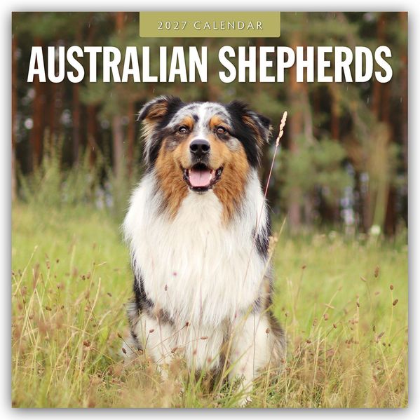 Australian Shepherds - Australian Shepherd 2027 - 16-Monatskalender