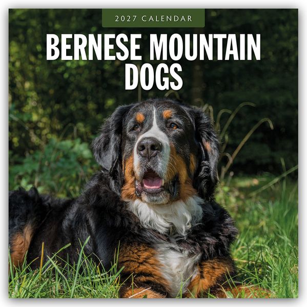 Bernese Mountain Dog - Berner Sennenhund 2027 - 16-Monatskalender
