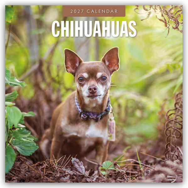 Chihuahuas - Chihuahua 2027 - 16-Monatskalender