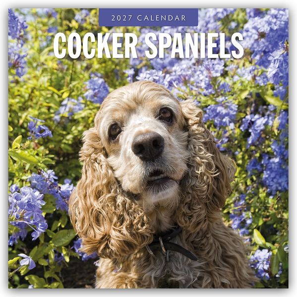 Cocker Spaniels - Cocker Spaniel 2027 - 16-Monatskalender
