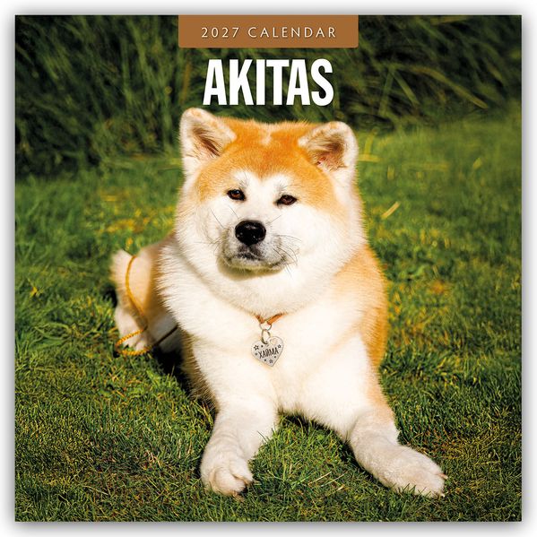 Akitas - Akita 2027 - 16-Monatskalender