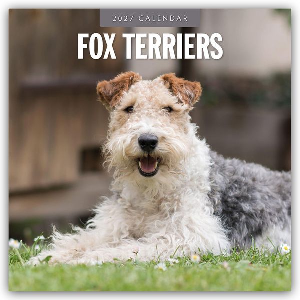 Fox Terriers - Foxterrier 2027 - 16-Monatskalender
