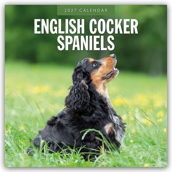 English Cocker Spaniels - Englisch Cocker Spaniel 2027 - 16-Monatskalender