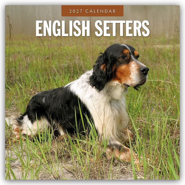 English Setters - Englisch Setter 2027 - 16-Monatskalender