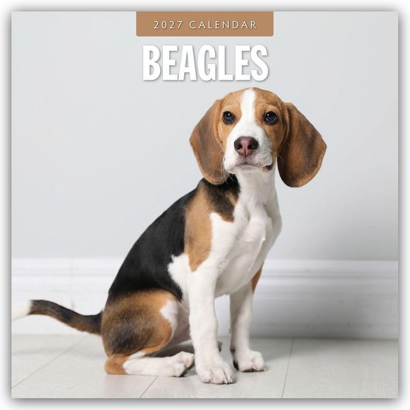 Beagles - Beagle 2027 - 16-Monatskalender