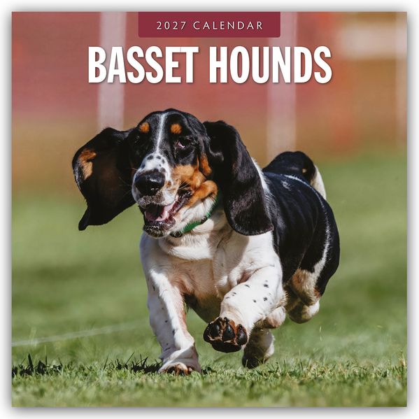 Basset Hounds - Basset Hound 2027 - 16-Monatskalender