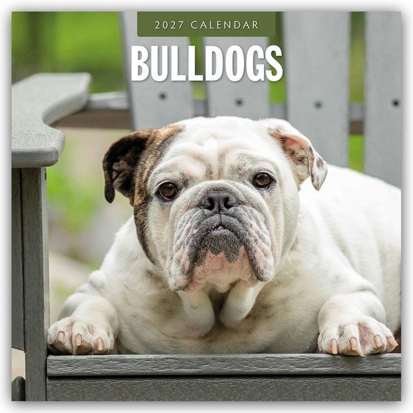 Bulldogs - Bulldoggen 2027 - 16-Monatskalender