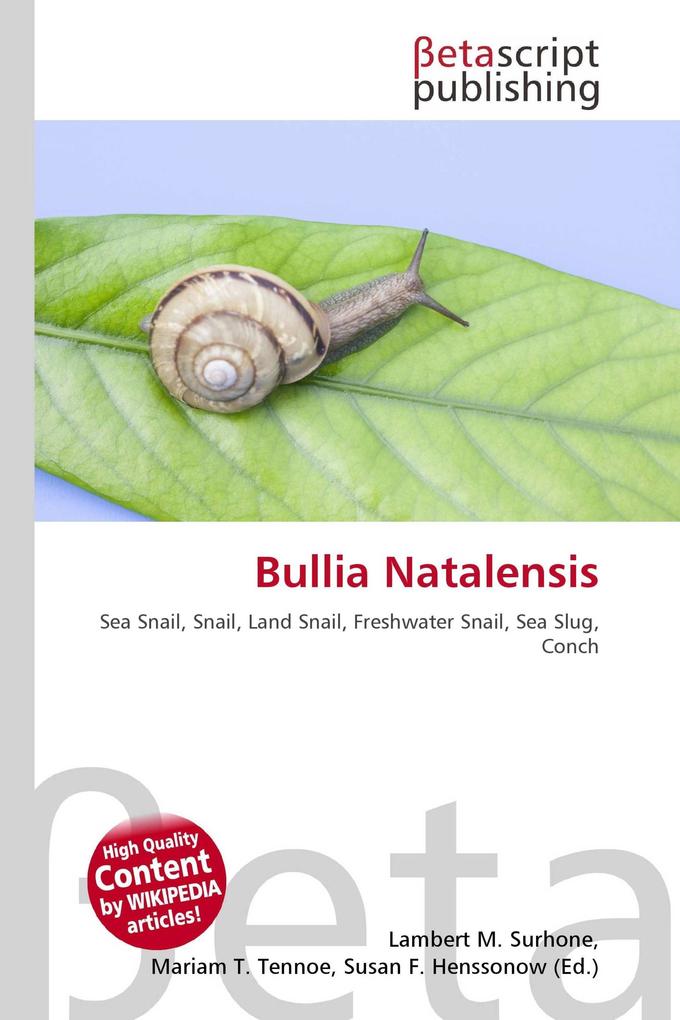Bullia Natalensis