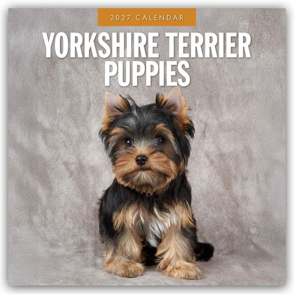 Yorkshire Terrier Puppies - Yorkshire Terrier Hundewelpen 2027 - 16-Monatskalender