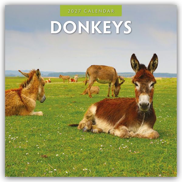 Donkeys - Esel 2027 - 16-Monatskalender