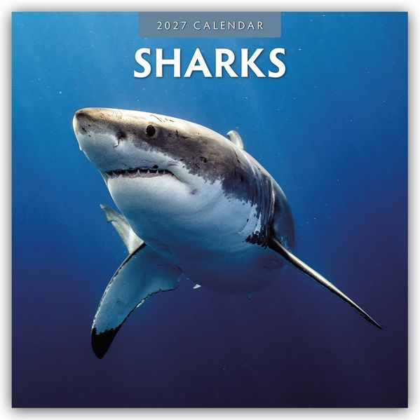 Sharks - Haie 2027 - 16-Monatskalender