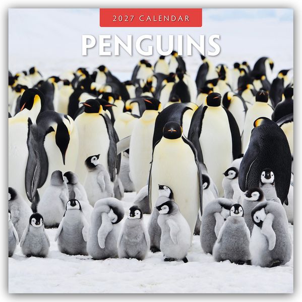 Penguins - Pinguine 2027 - 16-Monatskalender