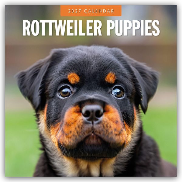 Rottweiler Puppies - Rottweiler Welpen 2027 - 16-Monatskalender