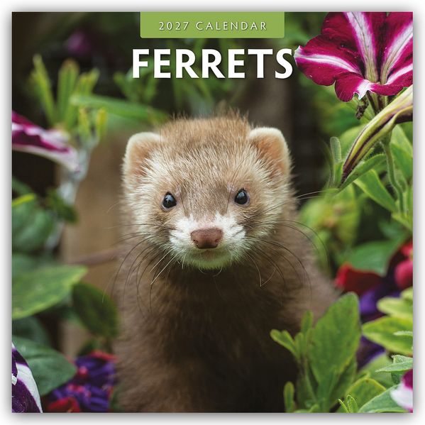 Ferrets - Frettchen 2027 - 16-Monatskalender