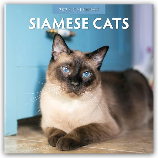 Siamese Cats - Siamkatzen - Siamesische Katzen 2027 - 16-Monatskalender