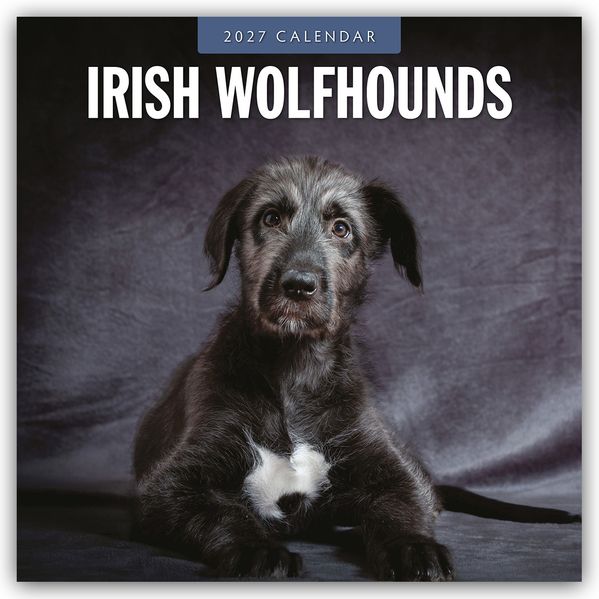 Irish Wolfhounds - Irischer Wolfshund 2027 - 16-Monatskalender