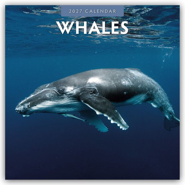 Whales - Wale 2027 - 16-Monatskalender