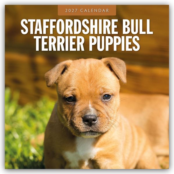 Staffordshire Bull Terrier Puppies - Staffordshire Bullterrier Welpen 2027 - 16-Monatskalender