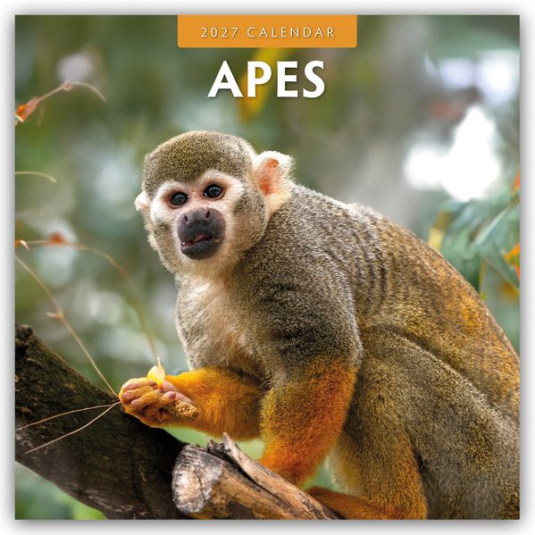 Apes - Affen 2027 - 16-Monatskalender