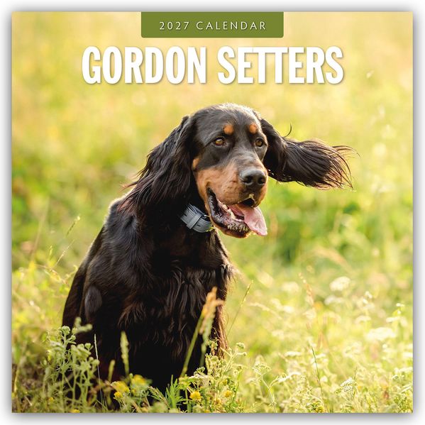 Gordon Setters - Gordon Setter 2027 - 16-Monatskalender