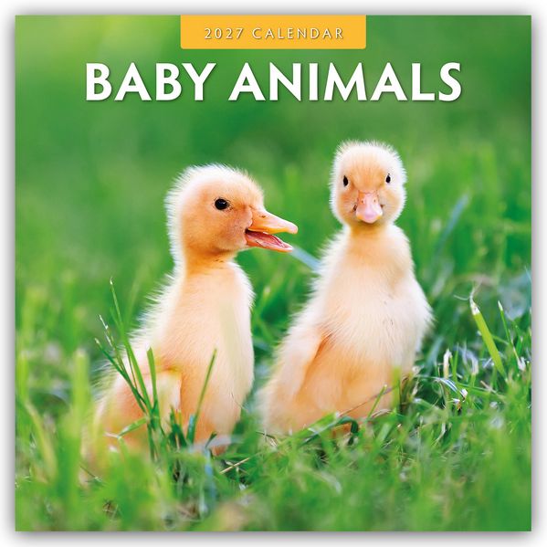 Baby Animals - Tierkinder - Tierbabys 2027 - 16-Monatskalender