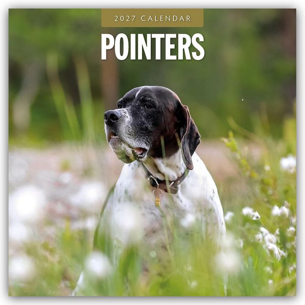 Pointers - Vorstehhund - Pointer 2027 - 16-Monatskalender