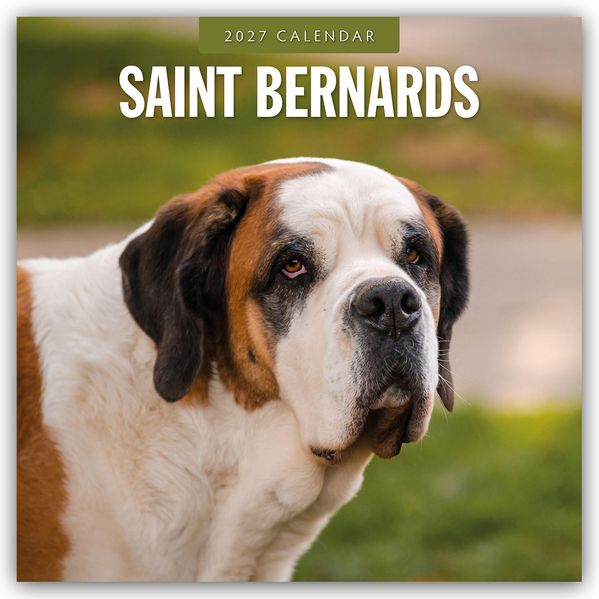 Saint Bernards - Bernhardiner 2027 - 16-Monatskalender