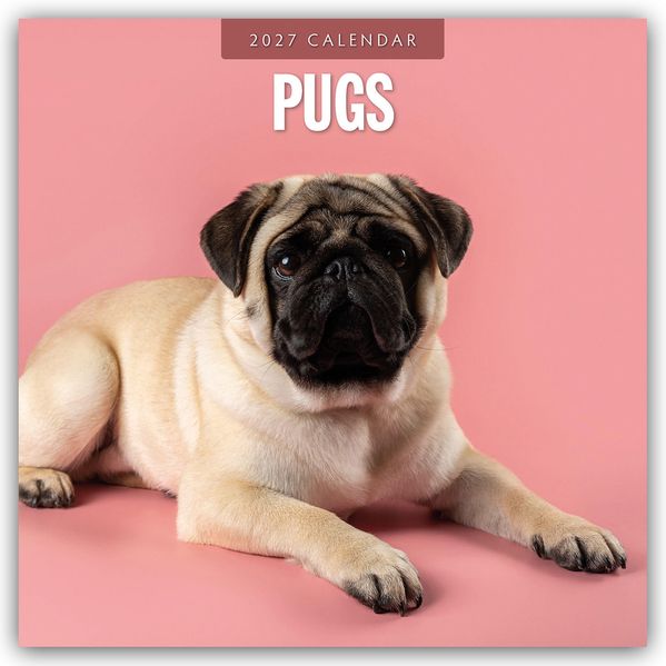 Pugs - Mops 2027 - 16-Monatskalender