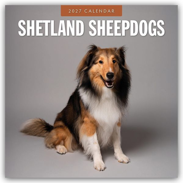 Shetland Sheepdogs - Sheltie 2027 - 16-Monatskalender