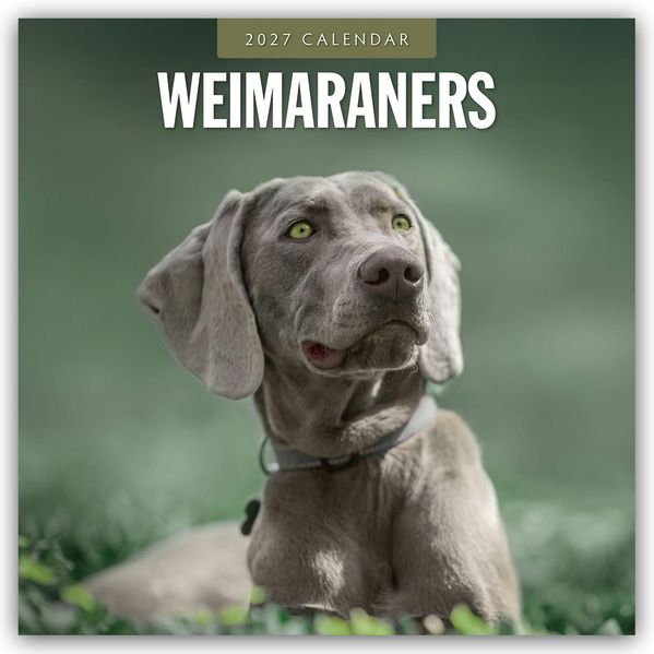 Weimaraners - Weimaraner 2027 - 16-Monatskalender