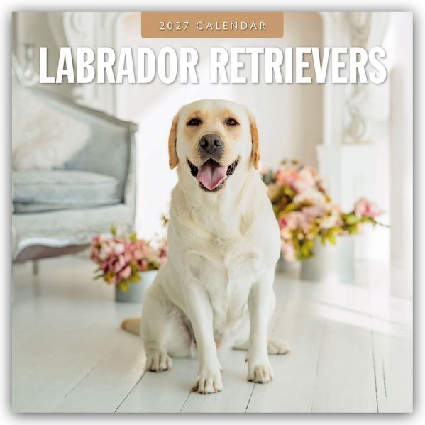 Labrador Retrievers - Labrador Retriever 2027 - 16-Monatskalender