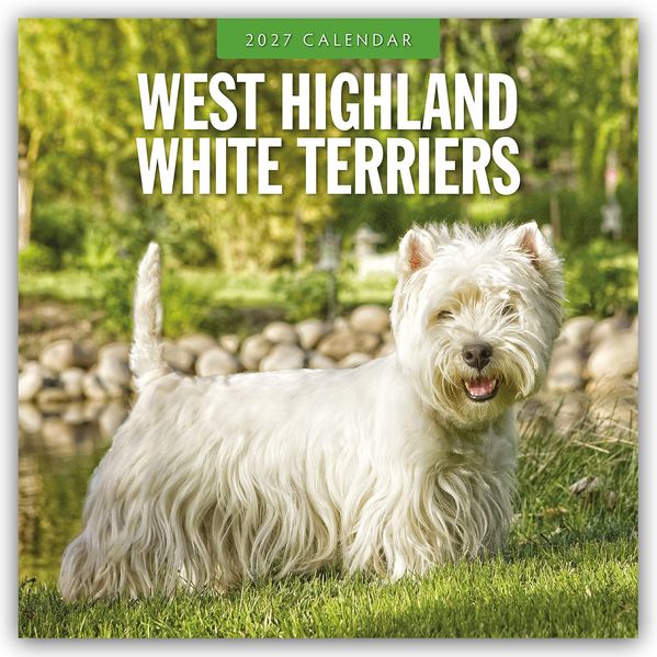 West Highland White Terriers - West Highland White Terrier - Westie 2027 - 16-Monatskalender