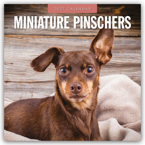 Miniature Pinschers - Zwergpinscher - Rehpinscher 2027 - 16-Monatskalender