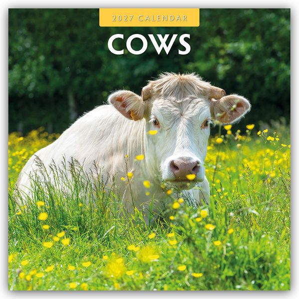 Cows - Kühe 2027 - 16-Monatskalender